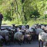 Camping La Safrière - Bild 9 Camping La Safrière - Bild 9