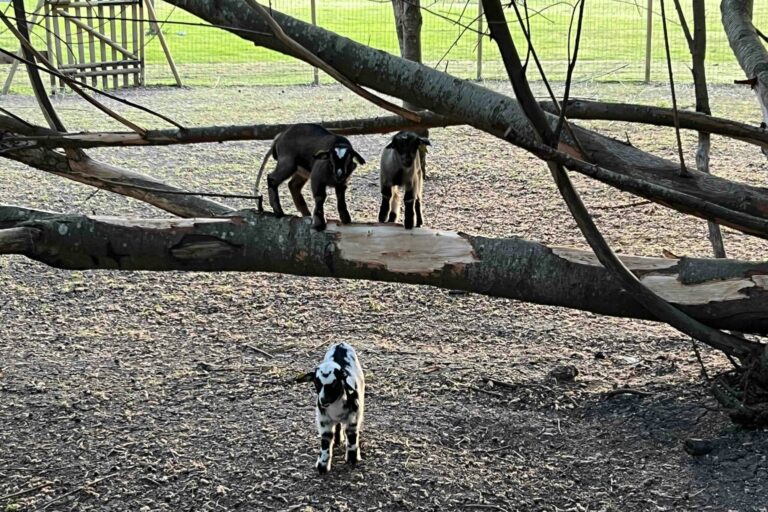 Camping La Vallée De L'indre - Bild 12 Camping La Vallée De L'indre - Bild 12
