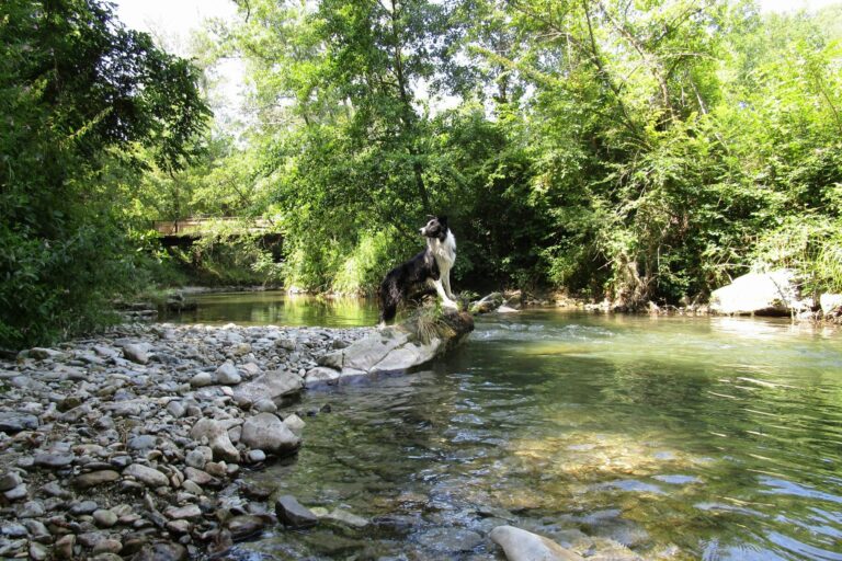 Camping La Vaugelette - Bild 9