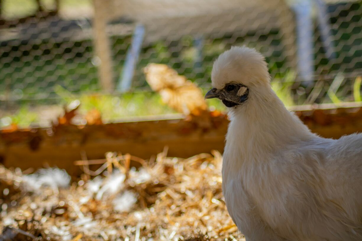Camping Landes Azur - Bild 17 Camping Landes Azur - Bild 17