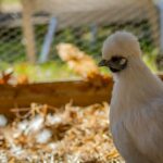 Camping Landes Azur - Bild 17 Camping Landes Azur - Bild 17