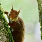 Camping L' Eau Rouge - Bild 13