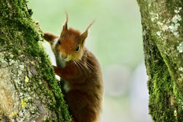 Camping L' Eau Rouge - Bild 13