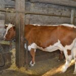 Camping L'air Du Temps - Bild 6 Camping L'air Du Temps - Bild 6