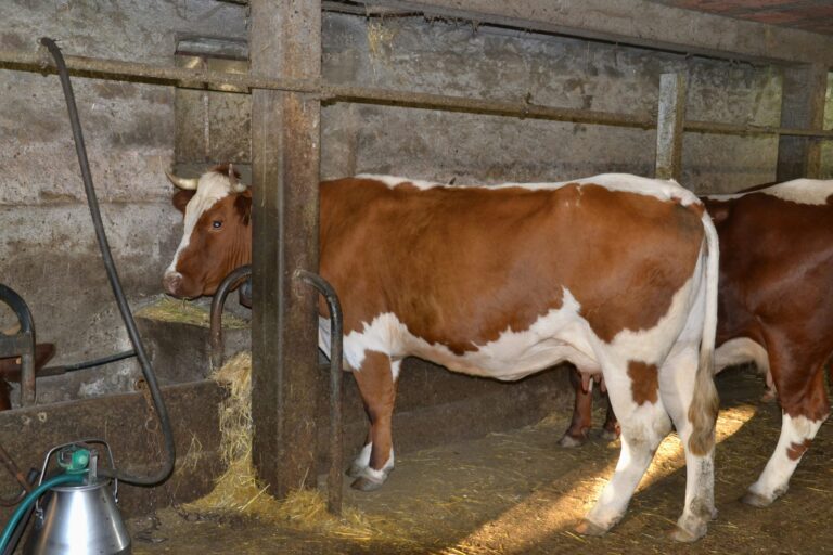 Camping L'air Du Temps - Bild 6 Camping L'air Du Temps - Bild 6