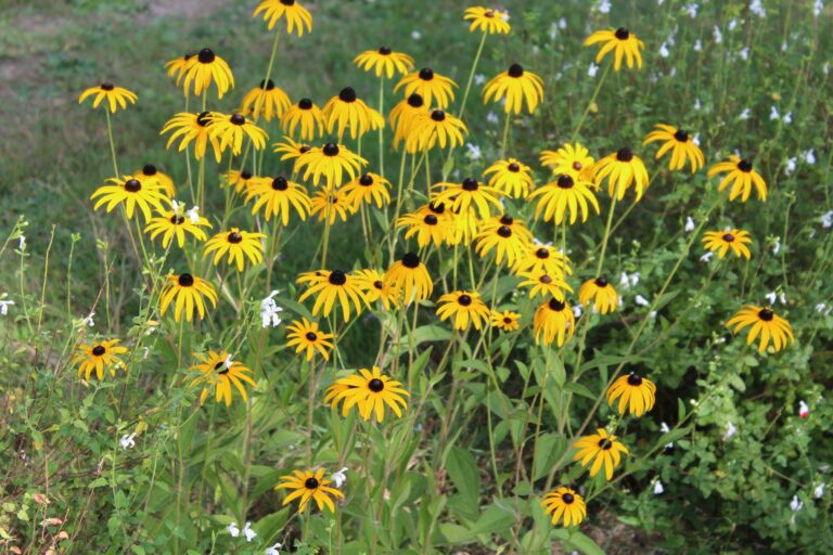 Camping L'étang Bleu - Bild 10