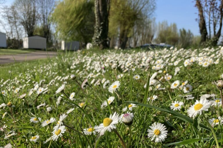 Camping L'ile D'amour - Bild 10 Camping L'ile D'amour - Bild 10