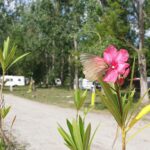 Camping L'or Bleu - Bild 2