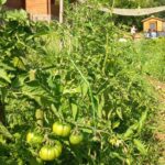 Camping Laspaúles - Bild 11 Camping Laspaúles - Bild 11