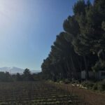 Camping Le Bois De Pins - Bild 8 Camping Le Bois De Pins - Bild 8