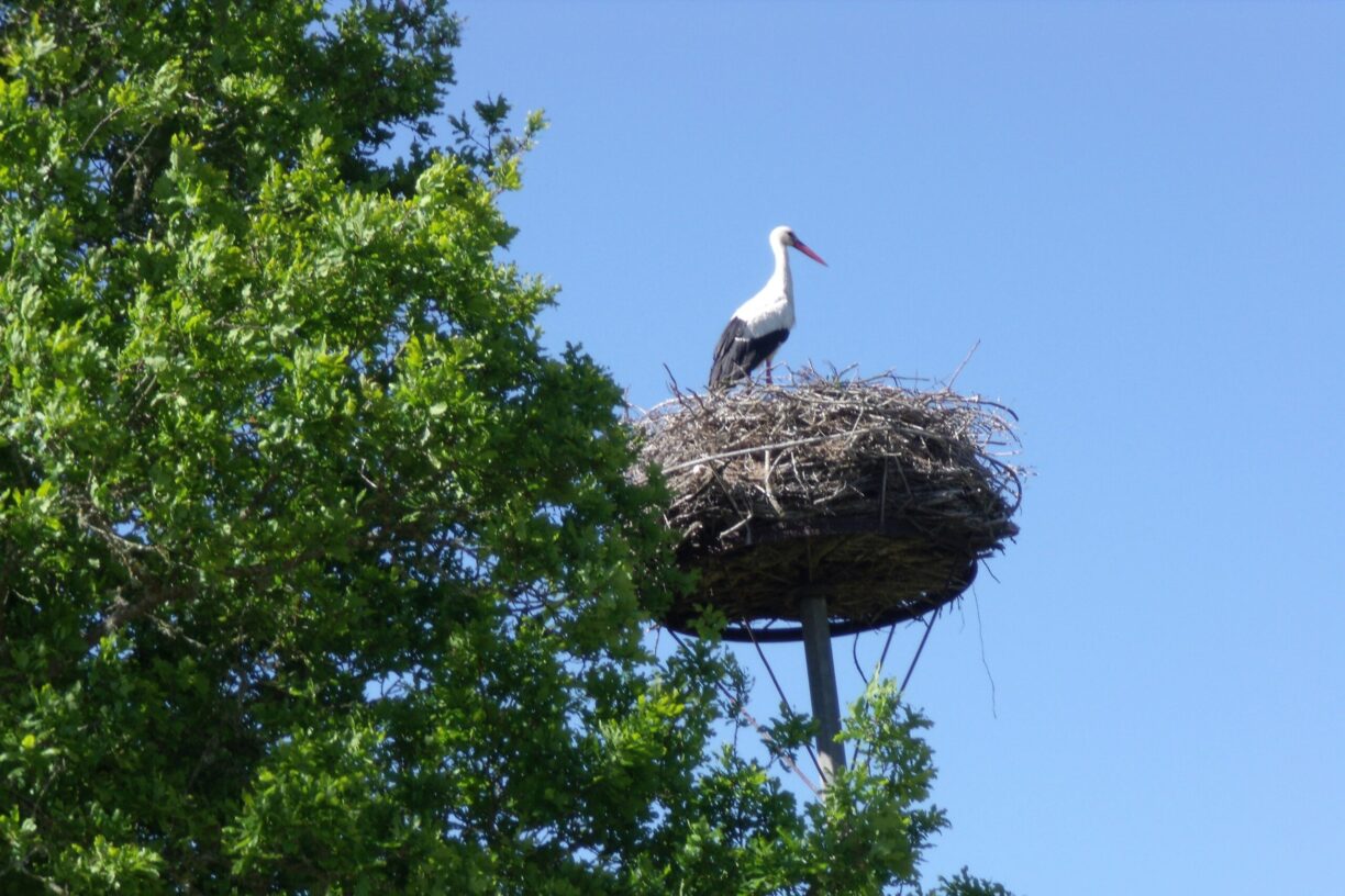 Camping Le Bois Joli - Bild 13 Camping Le Bois Joli - Bild 13