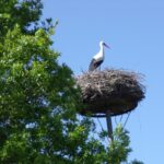 Camping Le Bois Joli - Bild 13 Camping Le Bois Joli - Bild 13