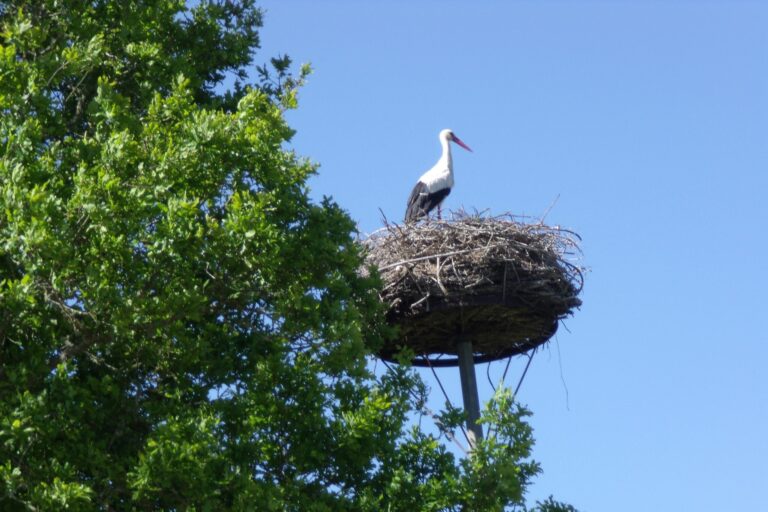 Camping Le Bois Joli - Bild 13 Camping Le Bois Joli - Bild 13