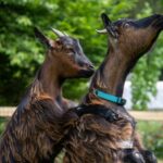 Camping Le Brévedent - Bild 15 Camping Le Brévedent - Bild 15