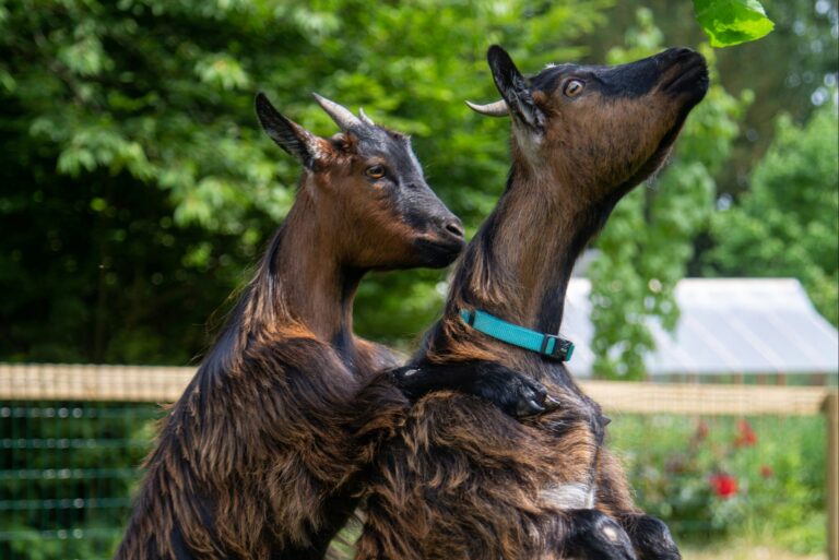 Camping Le Brévedent - Bild 15 Camping Le Brévedent - Bild 15