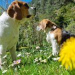 Camping Le Capelan - Bild 20 Camping Le Capelan - Bild 20