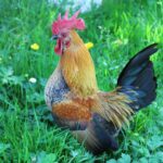 Camping Le Casties - Bild 16