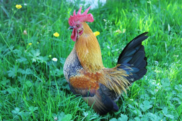 Camping Le Casties - Bild 16