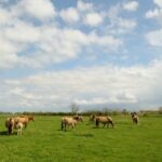 Camping Le Champ Neuf - Bild 19