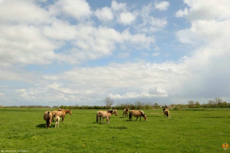 Camping Le Champ Neuf - Bild 19