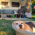 Camping Le Clos Bouyssac - Bild 5