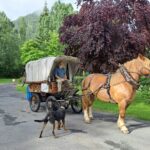 Camping Le Clos Des Peupliers - Bild 6