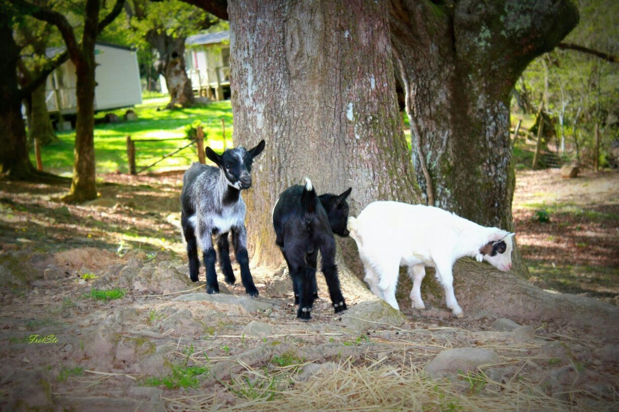 Camping Le Col D'ibardin - Bild 11 Camping Le Col D'ibardin - Bild 11