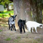 Camping Le Col D'ibardin - Bild 11 Camping Le Col D'ibardin - Bild 11