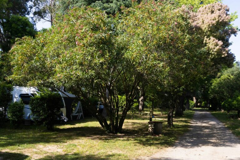 Camping Le Haras - Bild 5