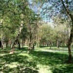 Camping Le Lion - Bild 16