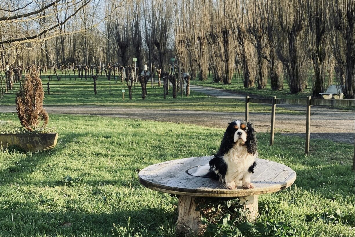 Camping Le Marais Sauvage - Bild 16 Camping Le Marais Sauvage - Bild 16