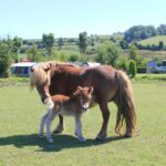 Camping Le Marqueval - Bild 8 Camping Le Marqueval - Bild 8