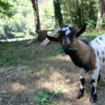 Camping Le Taranis - Bild 15 Camping Le Taranis - Bild 15