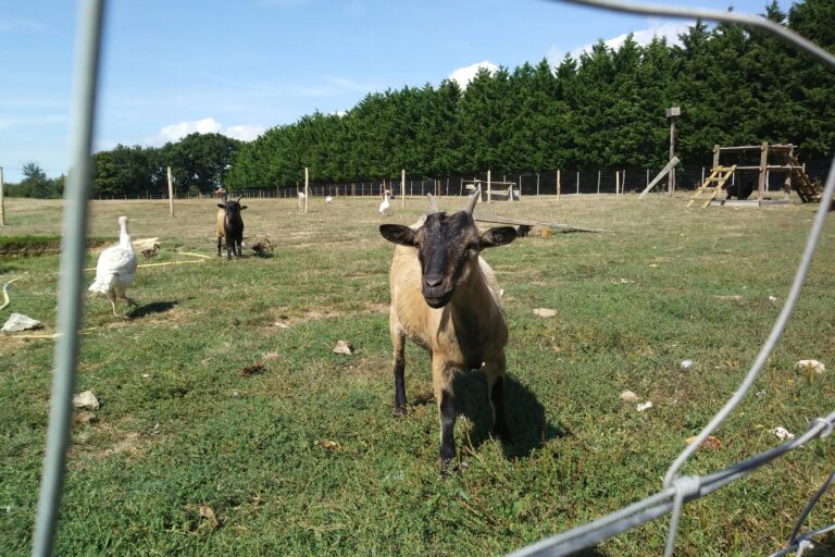 Camping Les Brillas - Bild 20