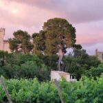 Camping Les Cigales - Bild 2