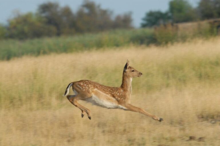 Camping Les Fontaines - Bild 8