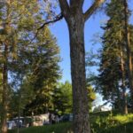 Camping Les Murmures Du Lignon - Bild 10