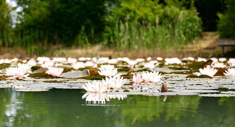Camping Lestaubière - Bild 16