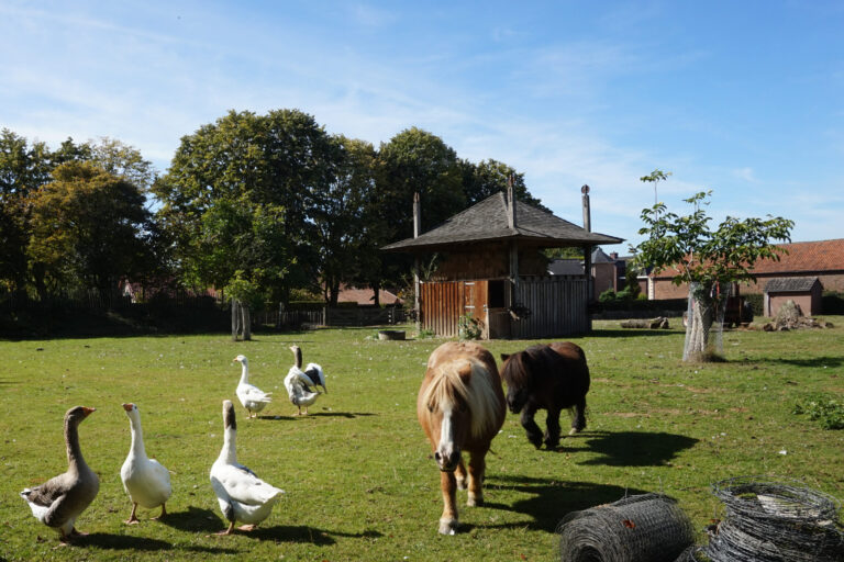 Camping Mareveld - Bild 18