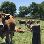 Camping Moulin De Chaules - Bild 8 Camping Moulin De Chaules - Bild 8