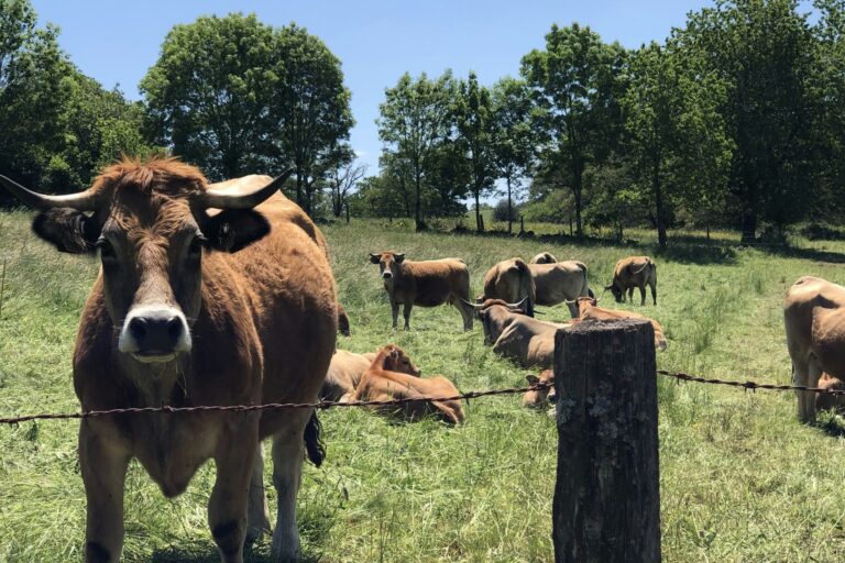 Camping Moulin De Chaules - Bild 8 Camping Moulin De Chaules - Bild 8