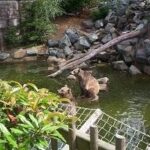 Camping Municipal La Chabotière - Bild 9