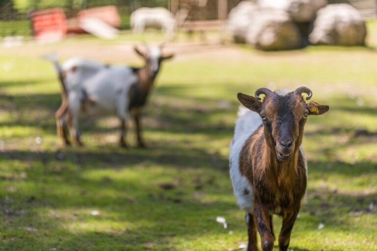 Camping Olympia - Bild 9 Camping Olympia - Bild 9