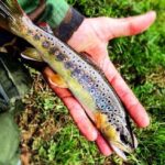 Camping Parc D'audinac Les Bains - Bild 2