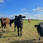 Camping Prinsenhof - Bild 18