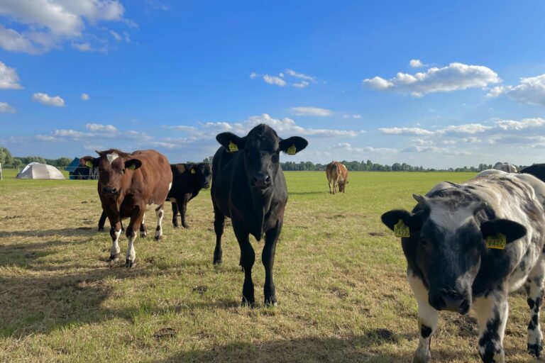 Camping Prinsenhof - Bild 18