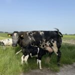 Camping Prinsenhof - Bild 19