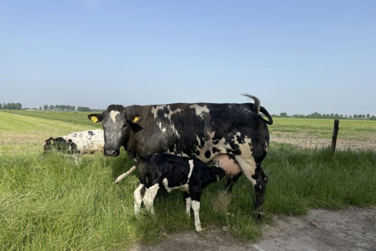 Camping Prinsenhof - Bild 19