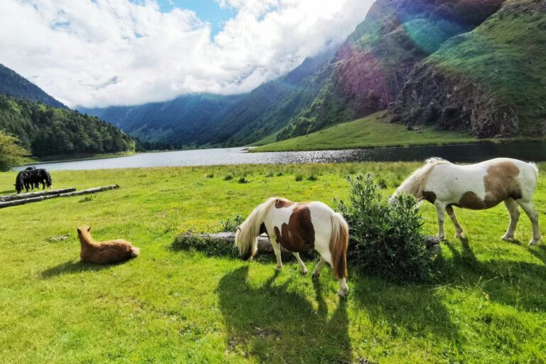 Camping Pyrénées Natura - Bild 11 Camping Pyrénées Natura - Bild 11