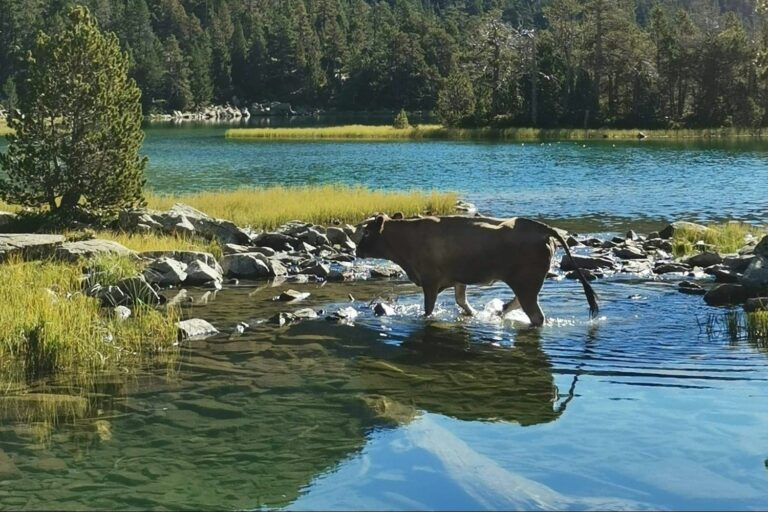 Camping Pyrénées Natura - Bild 15 Camping Pyrénées Natura - Bild 15
